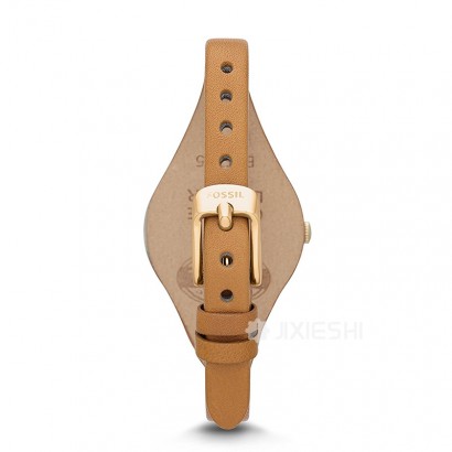 FOSSIL FOSSILŮʿʯӢES3565 Ȿԭ
