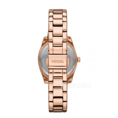 FOSSIL FOSSILŮʿʯӢES4491 Ȿԭ